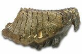 Woolly Mammoth Lower M Molar - North Sea Deposits #298470-1